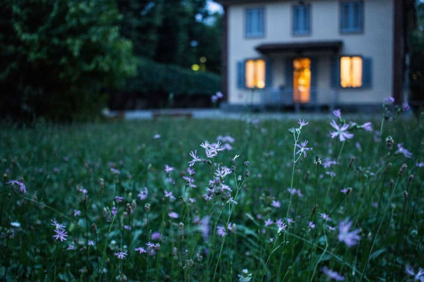 Close up of grass and flowers. In the background is a home a dusk with the lights on inside