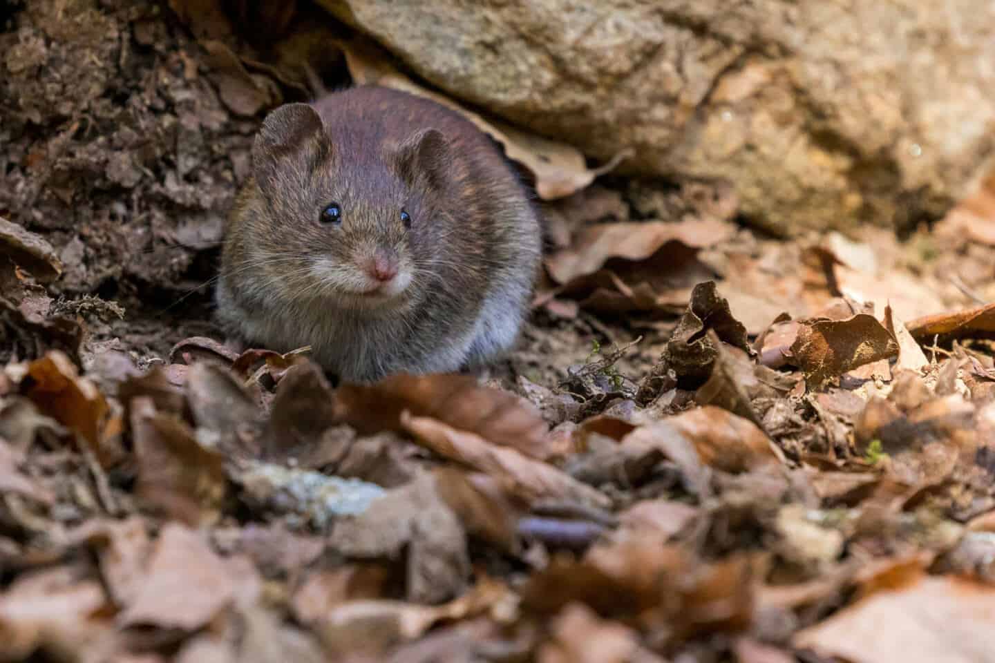 A rat in a garden