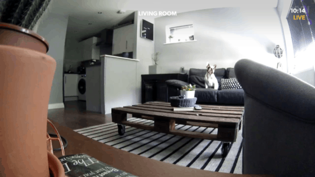 Screenshot from Canary all-in-one home security system